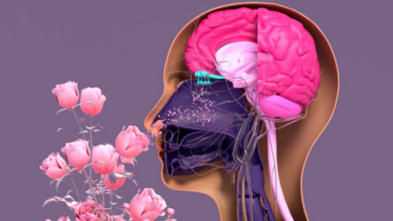 How does odor affect first impressions? Scientific truth of pheromone perfume